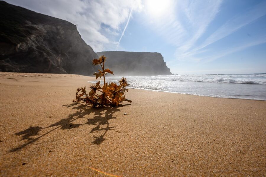 Algarve: Amazing Private Surf Lesson 2 hours - Praia da Rocha and the possible Western Algarve beaches