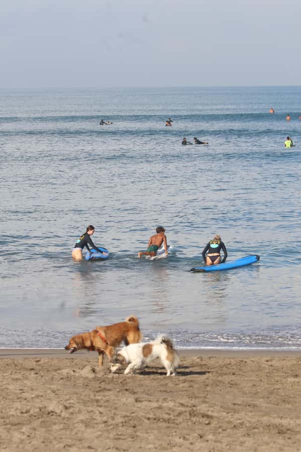 Canggu: 2-Hour Surf Course - Private lesson or small group?