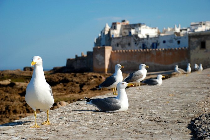 Essaouira Day Trip From Marrakech Including Surf Training - Guides, drivers, and the practical rhythm
