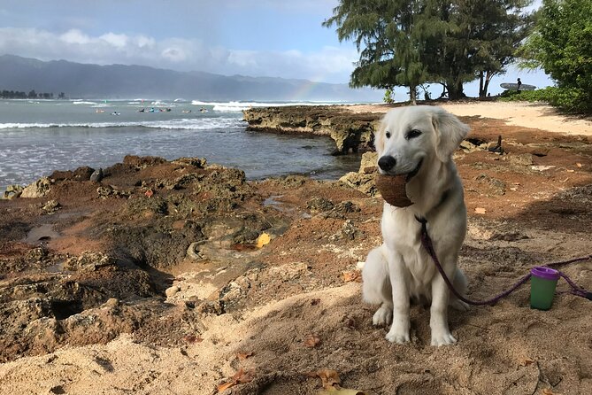 Group Surf Lessons for beginners on the North Shore of Oahu - What the strongest praise tells you about the coaching