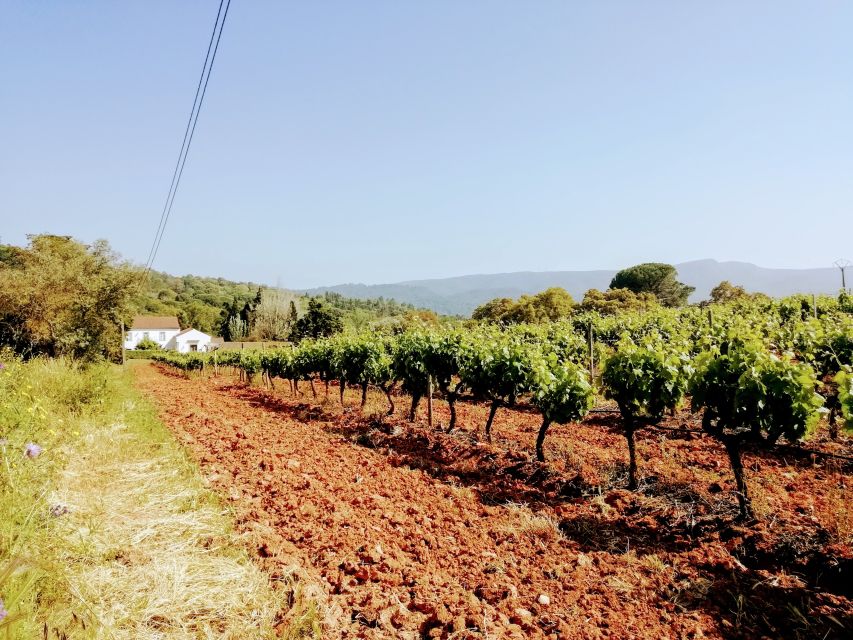 Lisbon: Surf or Bodyboard and Wine Tasting - Tasting Setúbal wine in a historic cellar