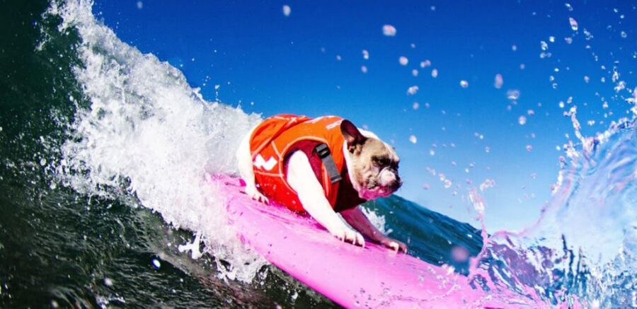 Los Angeles: Surfing Lesson in Venice Beach - Why this Venice Beach lesson works for first-timers