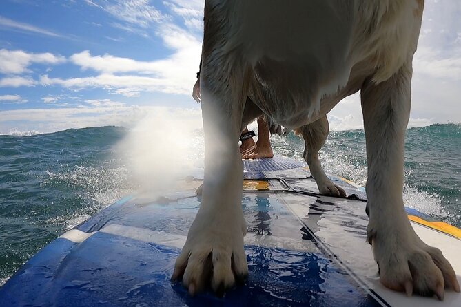 Private Surf Lessons in Maui - How the price compares with the experience