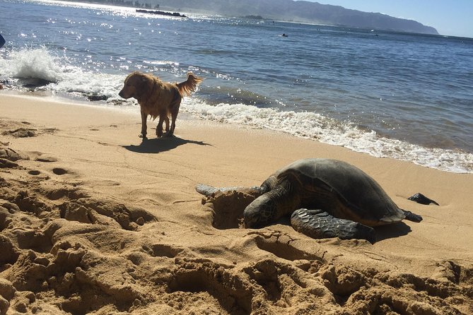 Surf Lessons on the North Shore of Oahu - What makes the instruction useful