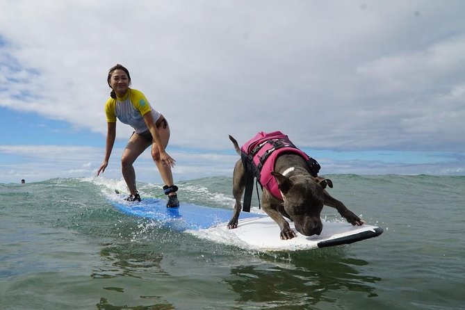 Surf with a Service Animal - Key points to know before you book