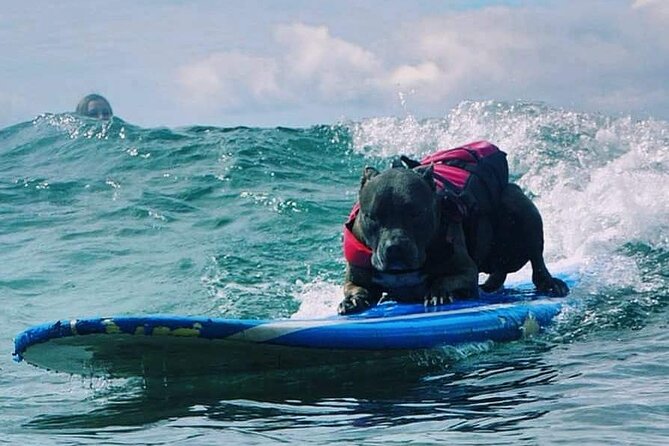 Surf with a Service Animal - How to prepare for a smoother morning